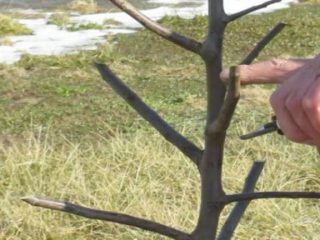 Pruning dwarf apple trees in autumn