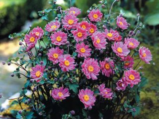 Anemone Prince Henry - planting and care