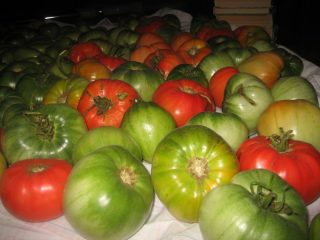 Como armazenar tomates verdes para que fiquem vermelhos em casa