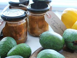 How to prepare feijoa for the winter