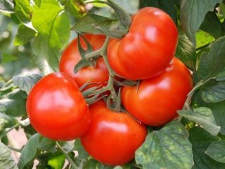Tomato Sunrise