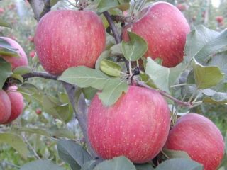 Fuji apple variety