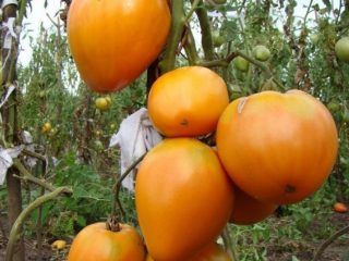 Tomato Golden Heart: reviews, photos, who planted