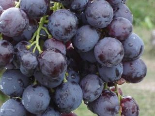 Grapes Cardinal