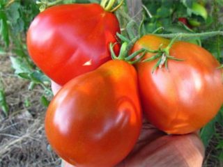 Tomato 100 Poods: charakteristika a opis odrody