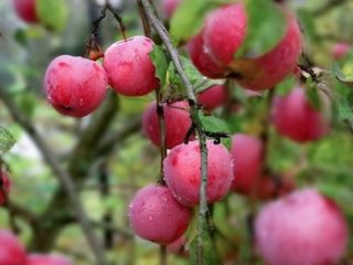 Appelboom Sterretje