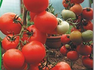 Tomato Kirzhach: recenzie, fotografie, výnos