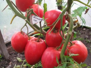 Tomato Koenigsberg: characteristics and description of the variety