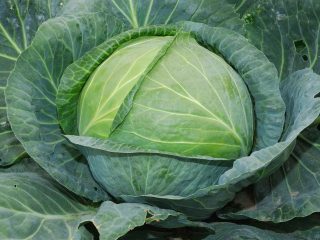 Cabbage Aggressor F1