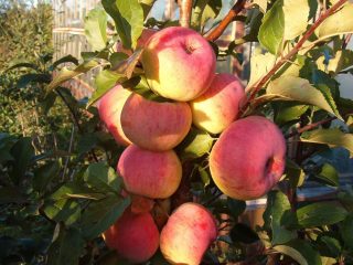 Apple tree variety Uslada