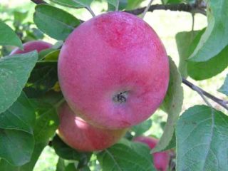 Appelboom Cortland