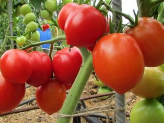 Tomato Stolypin: reviews, photos, yield