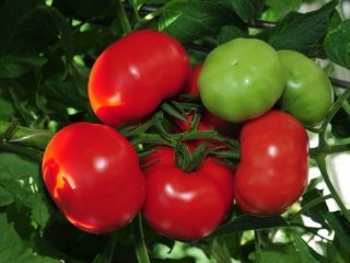 Tomato Blagovest: reviews, photos, yield