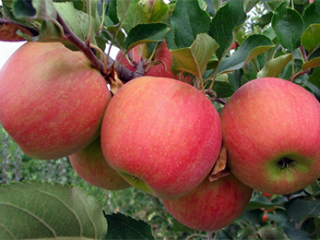 Appelreuzenkampioen