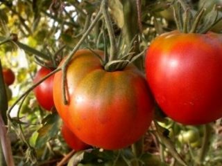 رائد الفضاء الطماطم فولكوف: خصائص ووصف الصنف