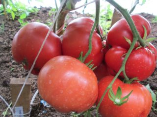 Tomato Babushkino: reviews, photos, yield