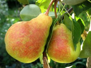 Pear Lada