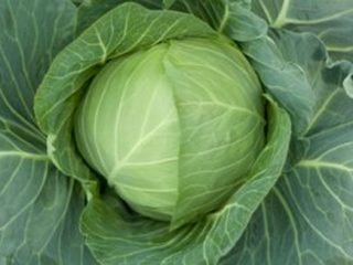 Cabbage variety Gift