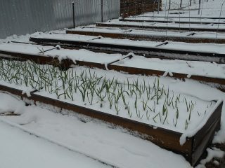 Planting onions and garlic before winter