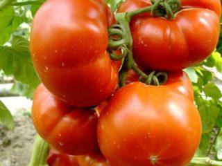 Tomato Paradise Delight: recenzie, fotografie, výnos