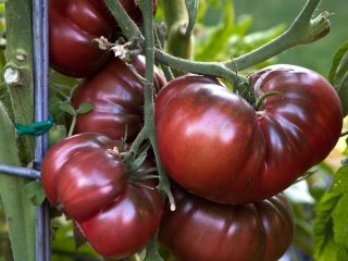 Crimean black tomato: reviews, characteristics