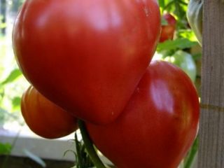 Tomate Oxheart: opiniones, fotos, rendimiento.