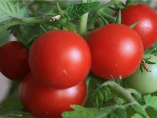 Tomato Bullfinch: reviews, photos, yield