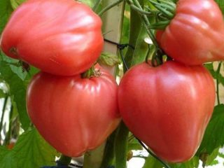 Tomatoes Ox heart