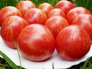 Tomato Cheerful Gnome: reviews, description of a series of varieties