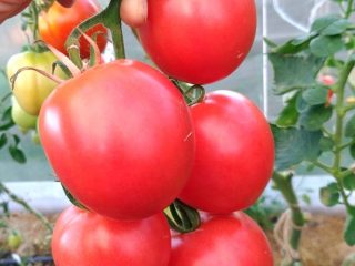 إمبراطورية الطماطم