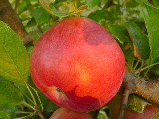 Pokok epal Idared: penerangan, foto, ulasan