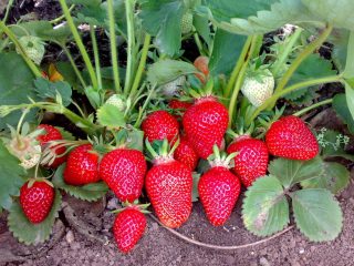Strawberry Cardinal