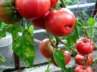 Tomato Babushkin secret: reviews, photos, yield