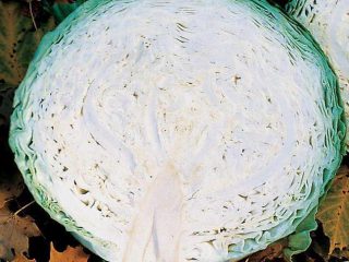 Cabbage Megaton F1