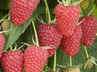Raspberry Atlant