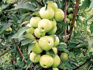 Columnar apple tree Medoc: description, photos, reviews
