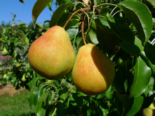 Pear Cathedral