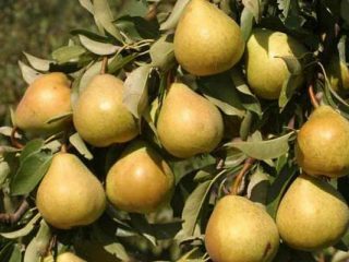 Perenvariëteit Lyubimitsa Yakovleva: beoordelingen