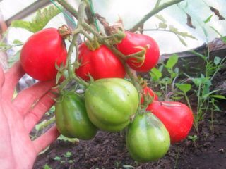 Tomato Truffle red: reviews + photos