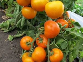 Tomato Golden mother-in-law: reviews, photos