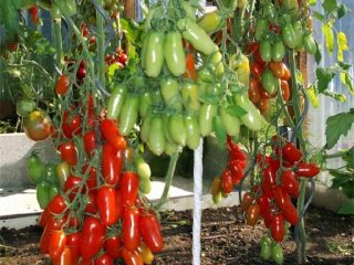 Tomato Auria: popis, recenzie
