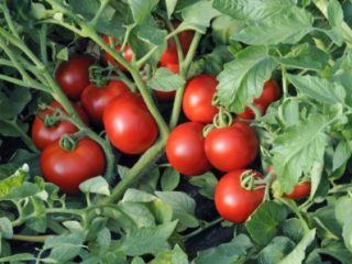 Tomato Katya: recenzie, fotografie, výnos