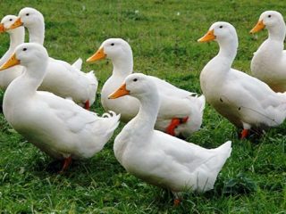 Agidel duck breed: reviews, growing at home