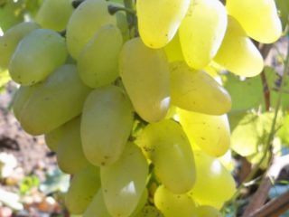 Variedad de uva Bazhena