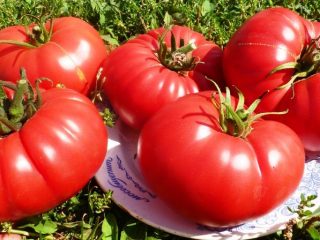 Tomato King Early: reviews, photos