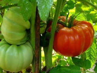 Tomato Demidov: recenzie, fotografie, výnos