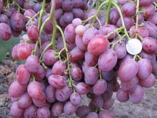 العنب أنيوتا