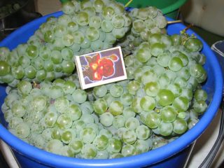 Grapes Kishmish Citron: description of the variety, photo