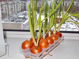 How to grow green onions at home in water