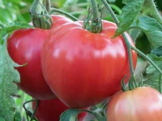 Tomato Big Mommy: recenzie od záhradníkov + fotografie
